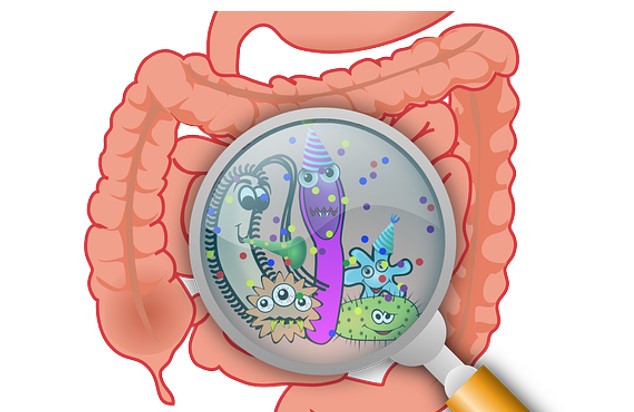 Intestins-zoom sur les bactéries.