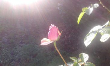 Bouton de rose et rayon de soleil.