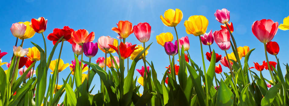 Tulipes de couleurs différentes sous un ciel bleu.