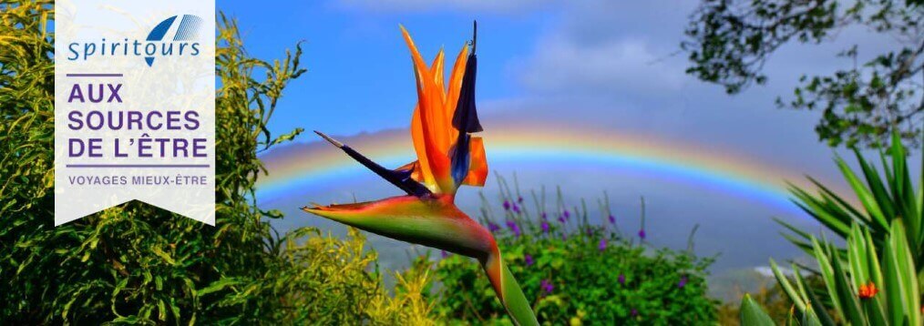 Fleur Oiseau du paradis avec arc-en-ciel à l'arrière.
